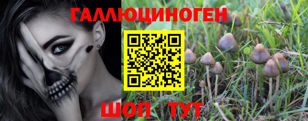 Галлюциногенные грибы Psilocybine cubensis Пенза